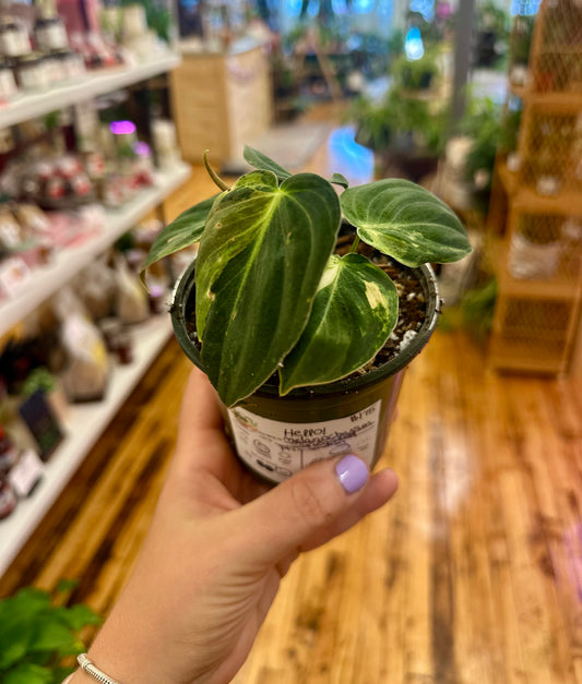 Philodendron Melanochrysum Variegated 4in
