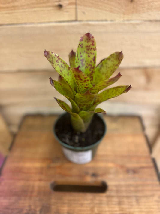 Pimienta Neoregelia 4in
