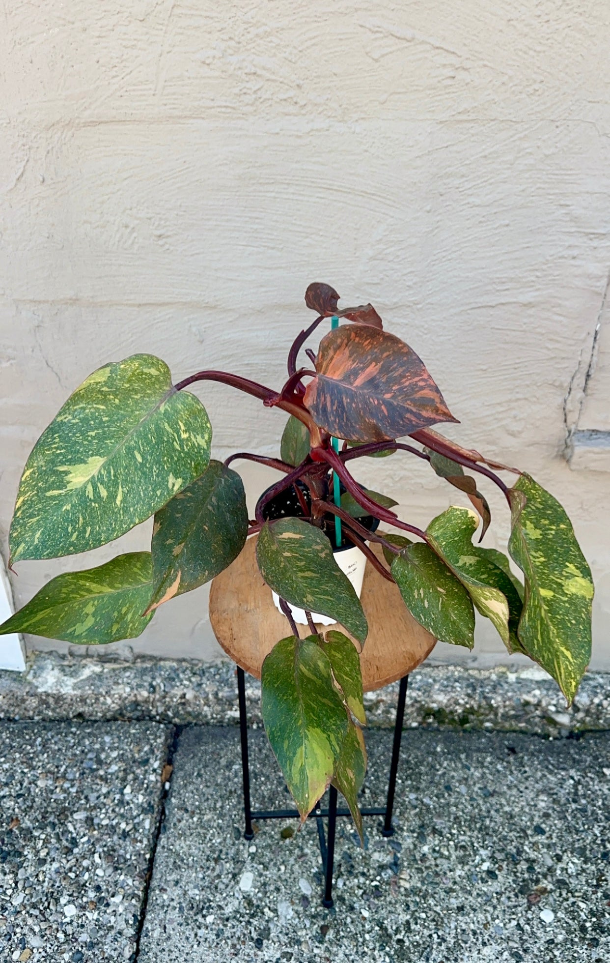 Philodendron Orange Princess, Variegated