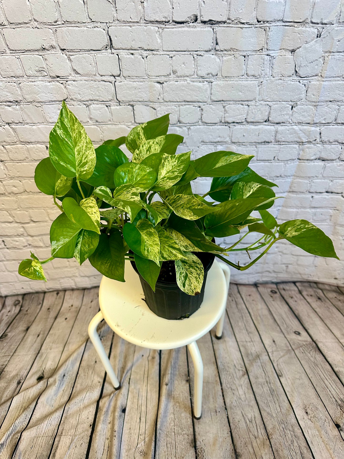 Marble Pothos 6in