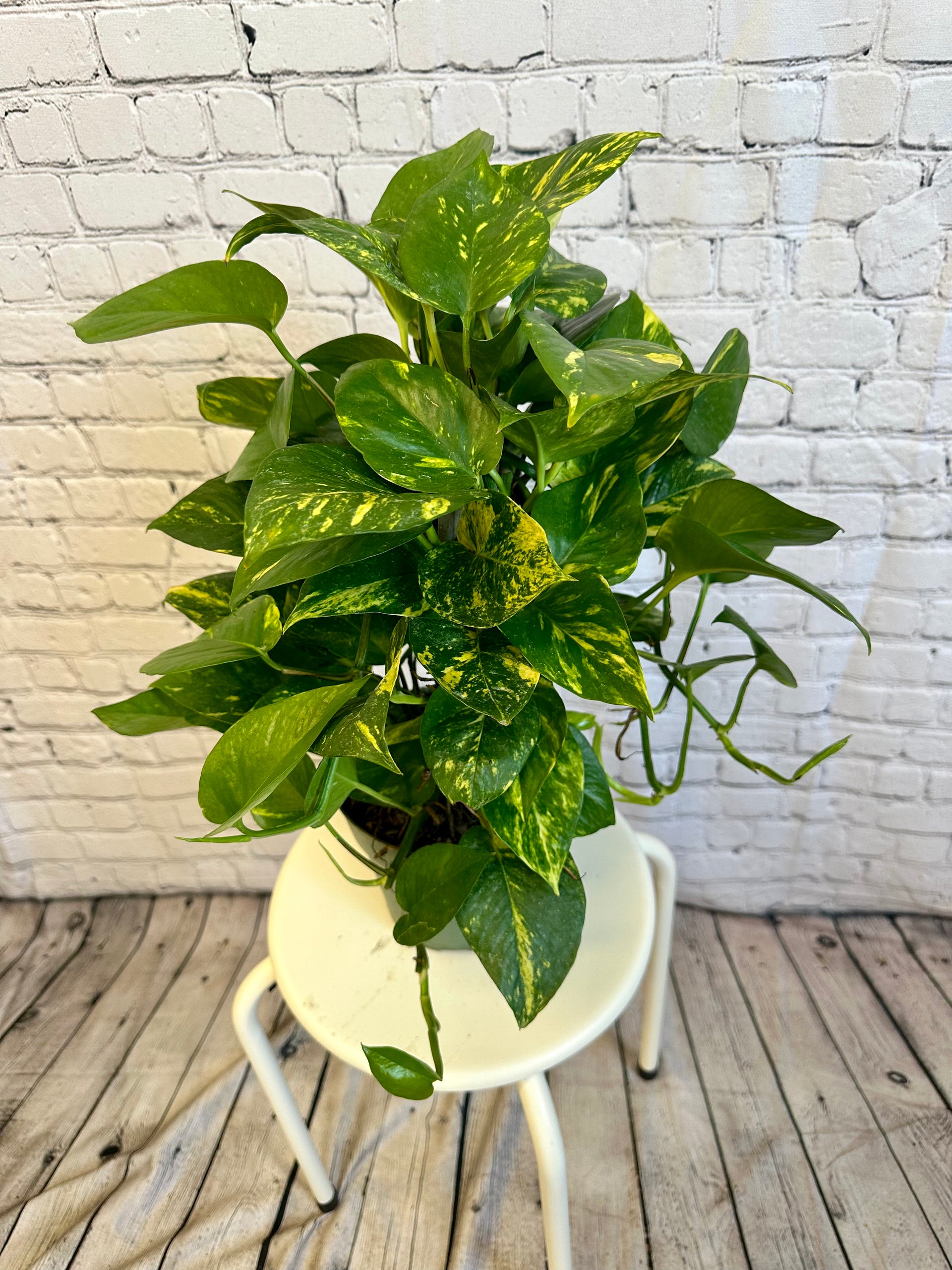 pothos statue Jade Pothos on Pole 6in – Blossom + Branch Houseplants