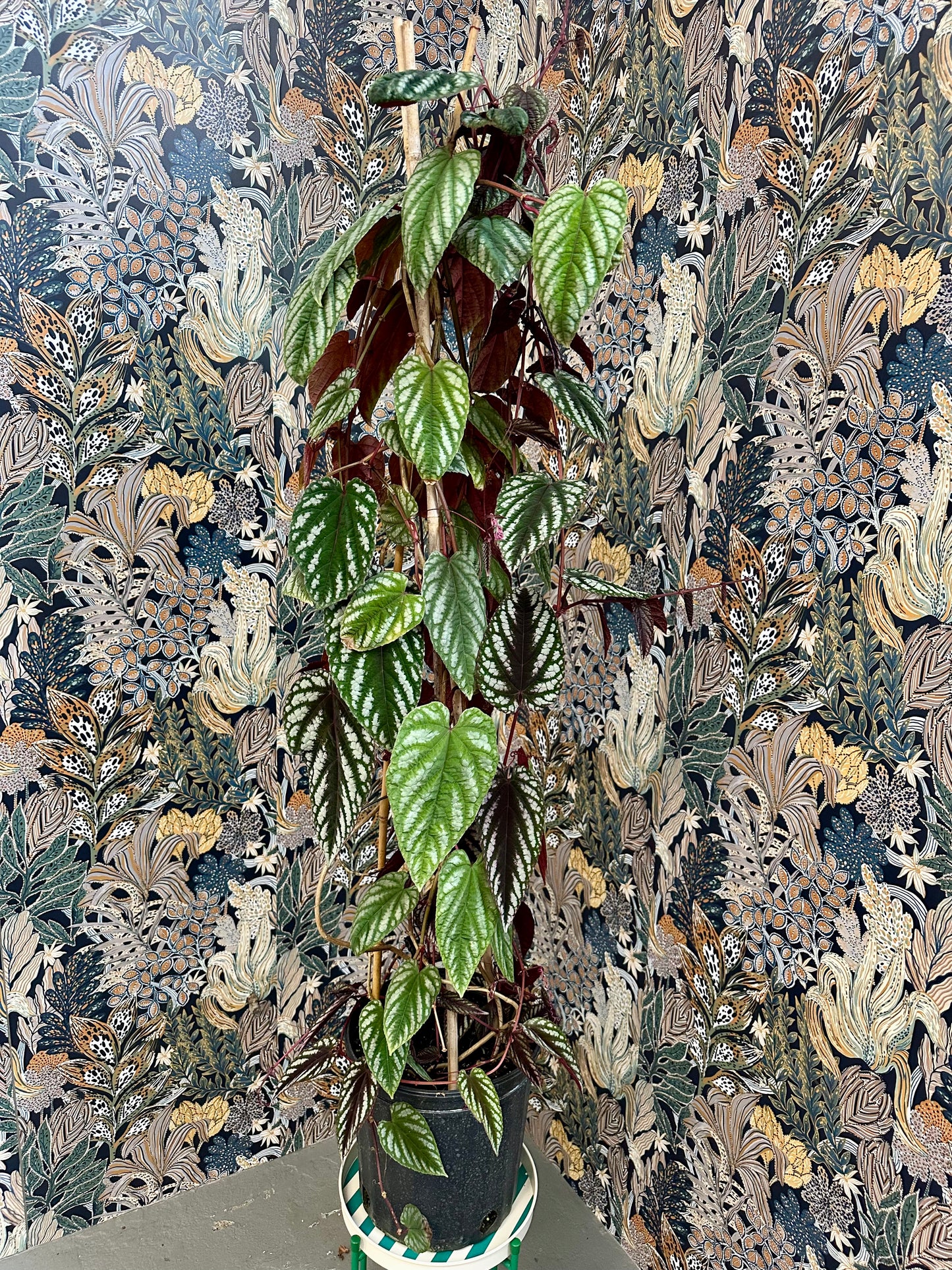 Rex Begonia Vine 2 Gallon