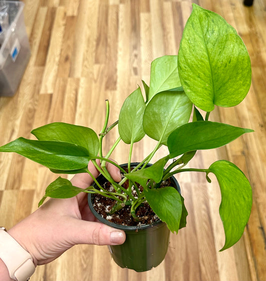 Jessenia Periodt Pothos 4in