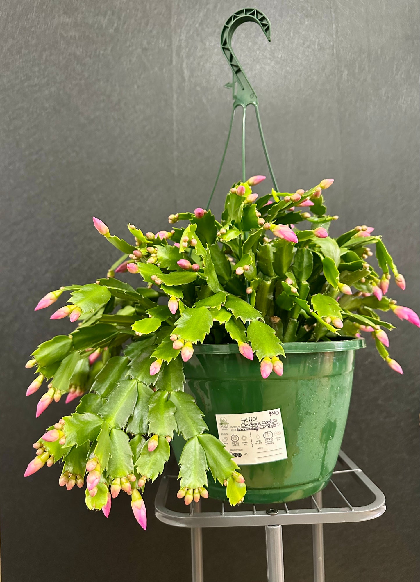 Christmas Cactus 10in basket