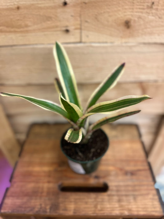 Blushing Zebra Neoregelia 4in