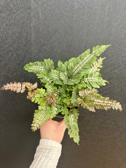 Candy Stripe Fern 4in