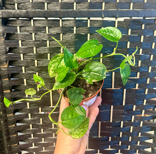 Cebu Blue Pothos, Variegated 4in