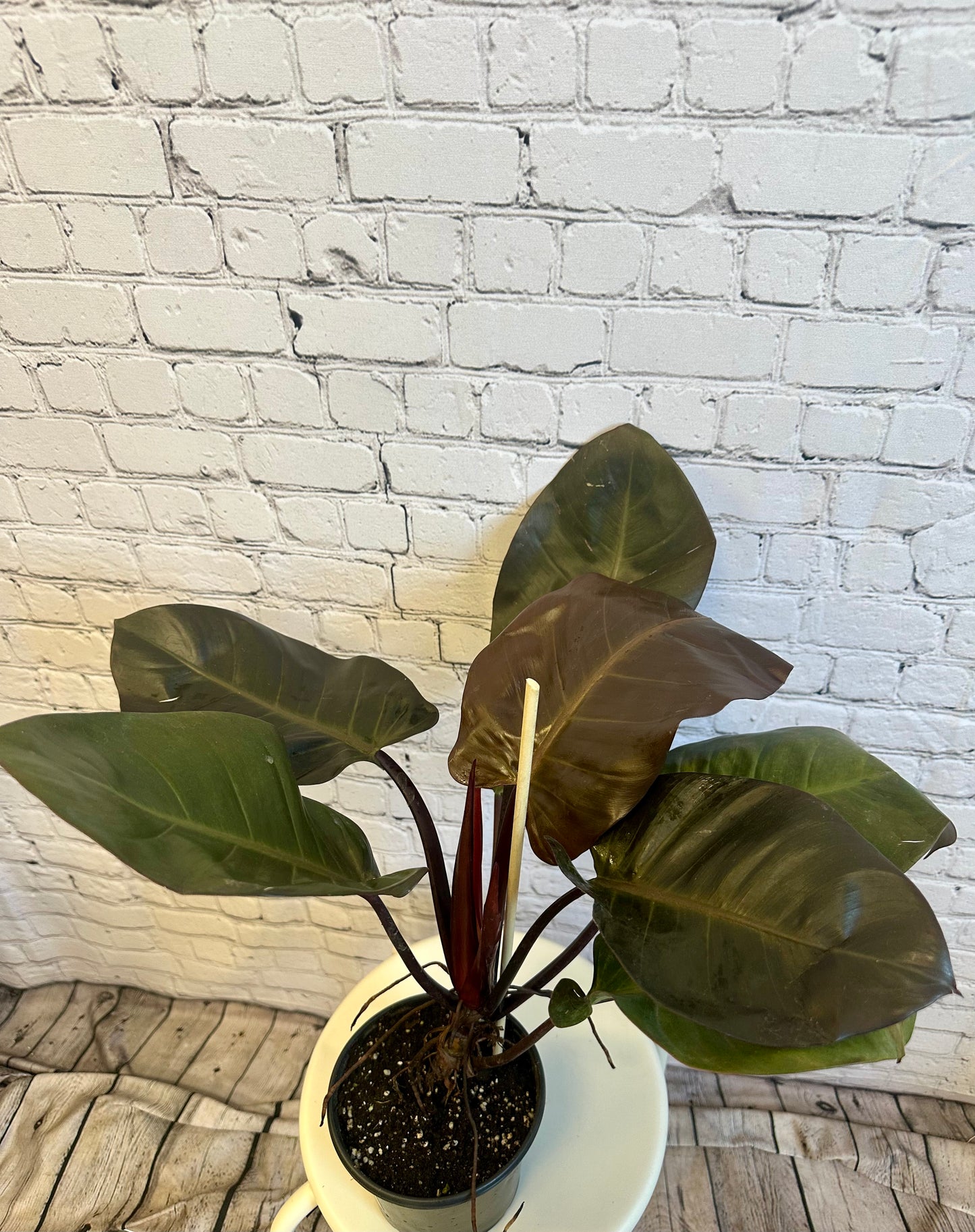 Philodendron Black Cardinal 6in