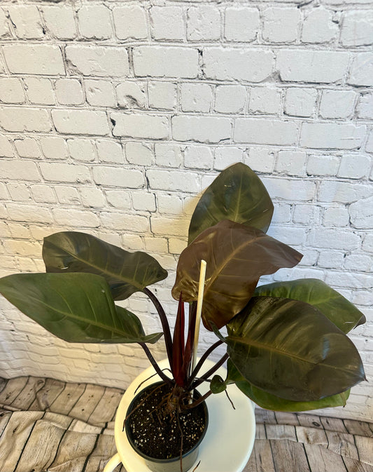 Philodendron Black Cardinal 6in