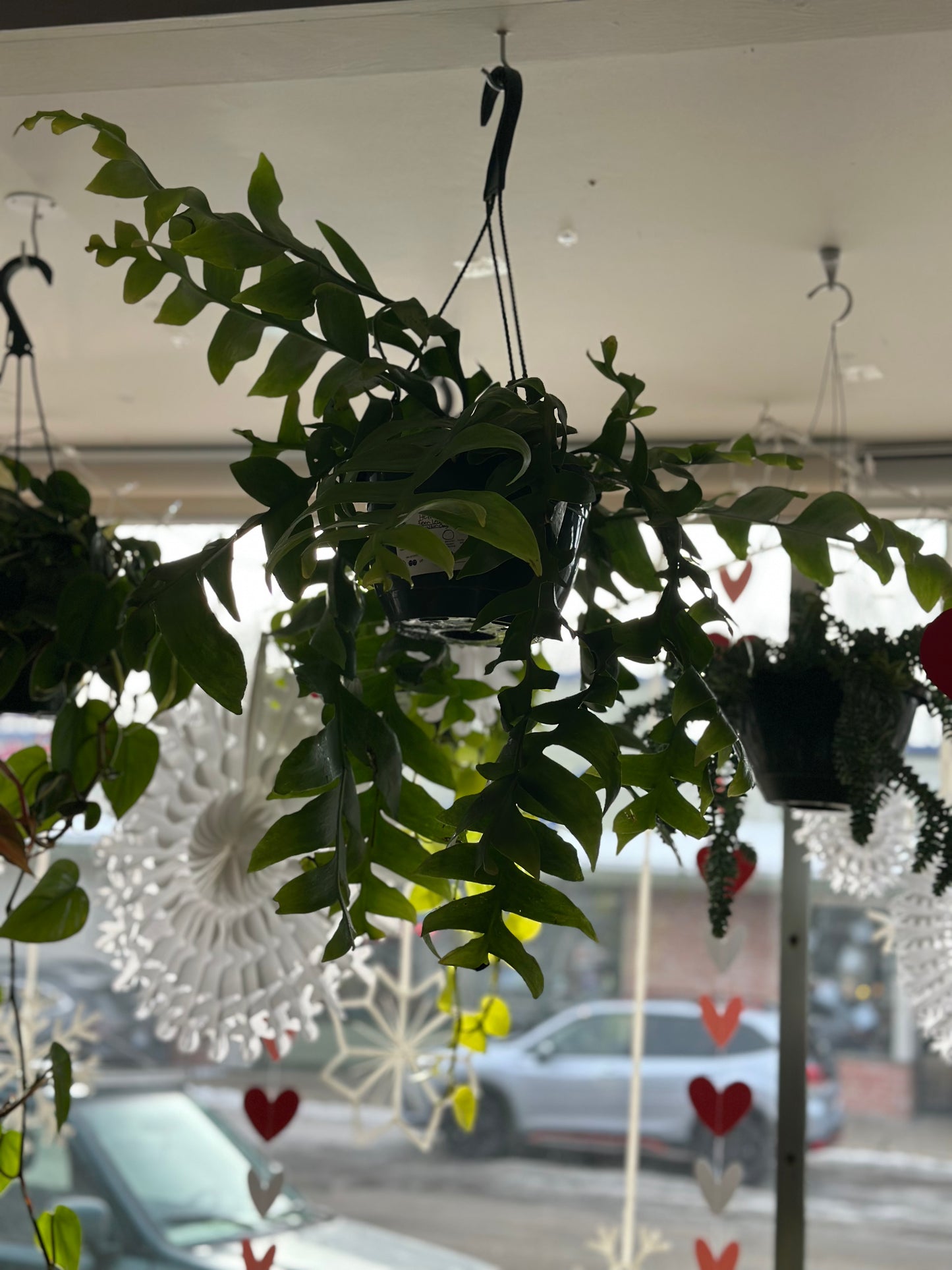 Fern Leaf Cactus 8in Hanging Basket