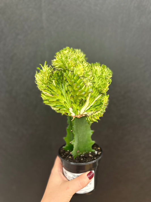 Mermaid Tail Green Cactus