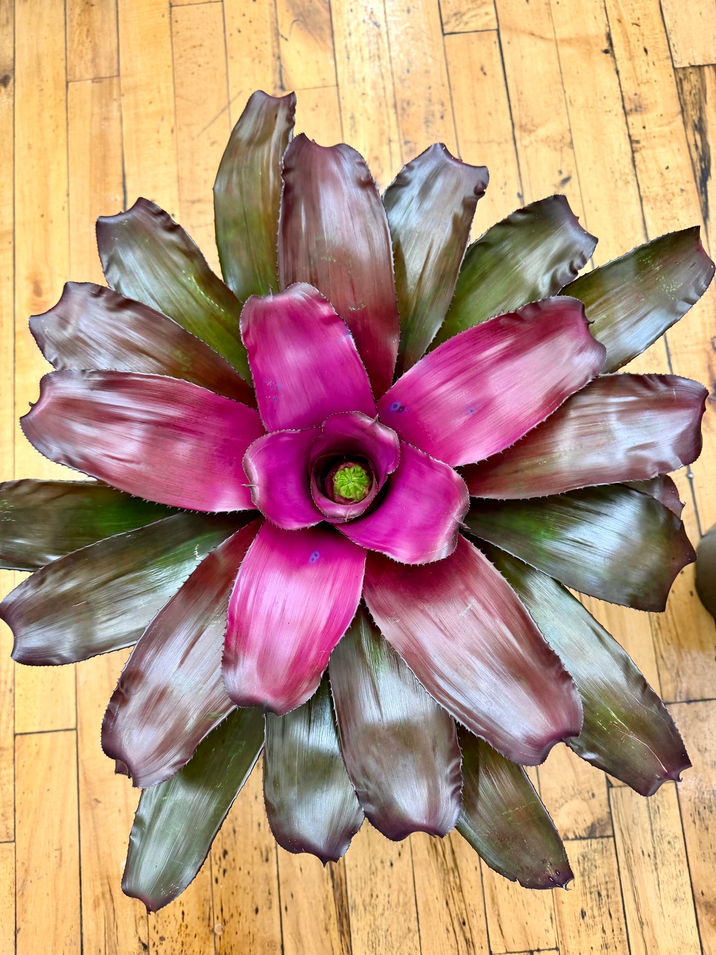 Purple Passion 6in Bromeliad