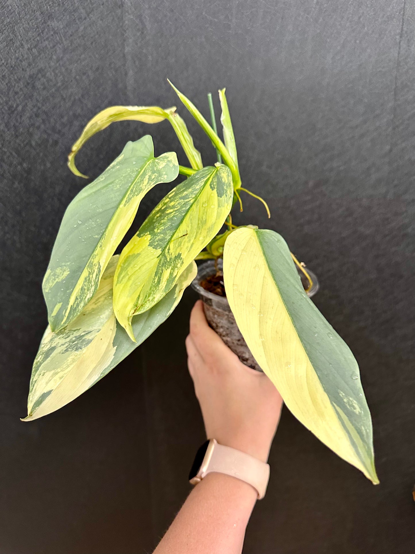 Philodendron Silver Sword, Variegated 4in