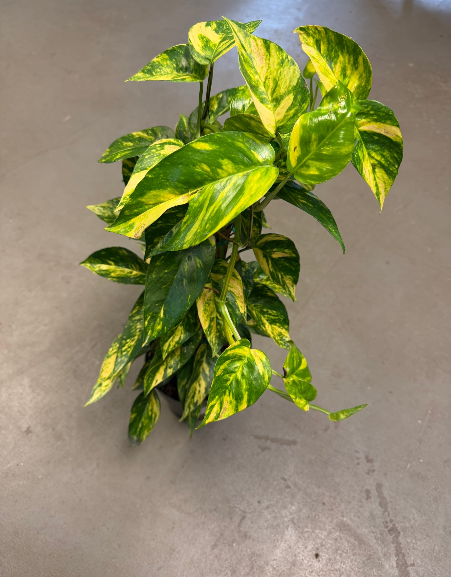 Yellow Flame Epipremnum Totem 6in