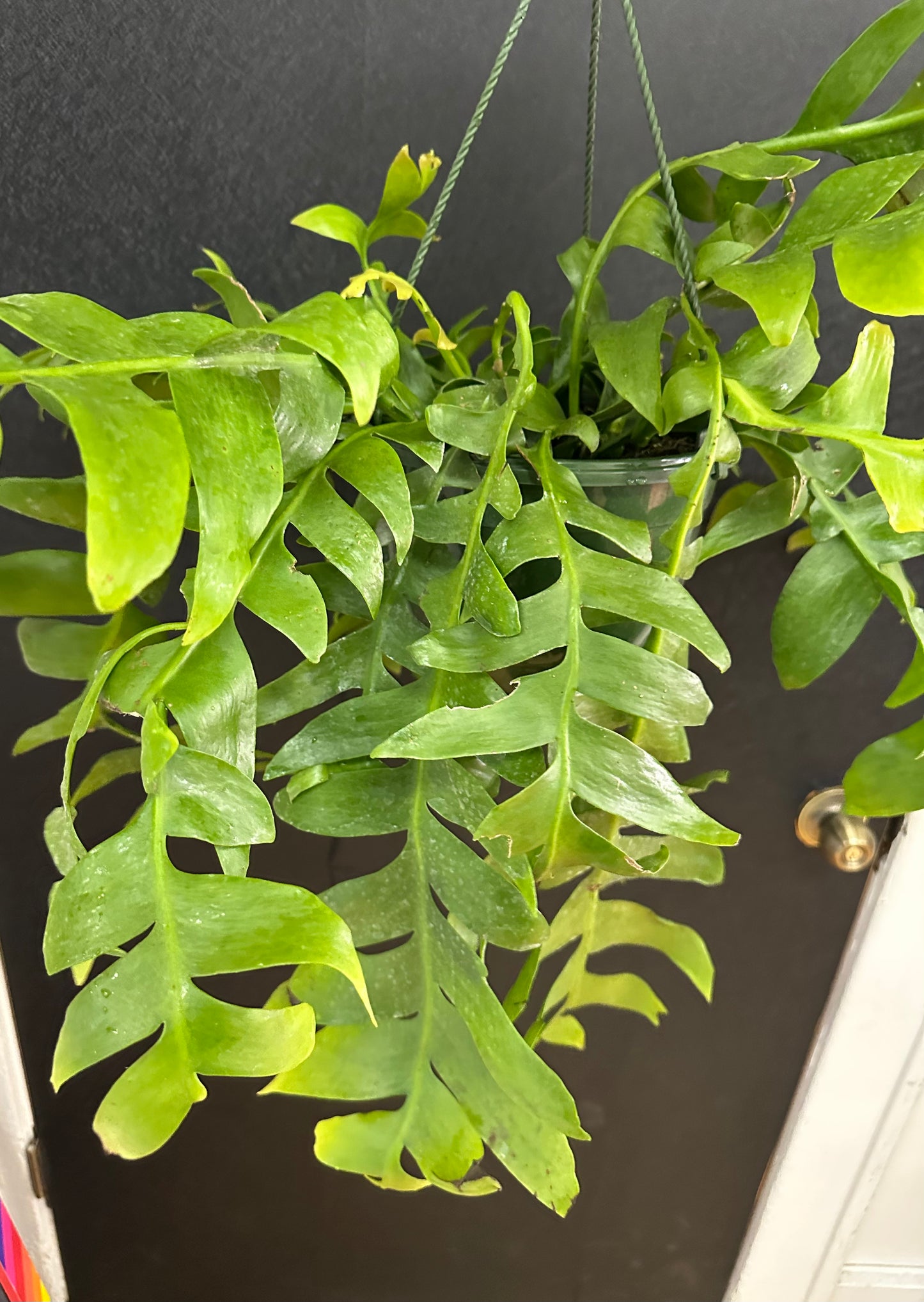 Fern Leaf Cactus 8in Hanging Basket