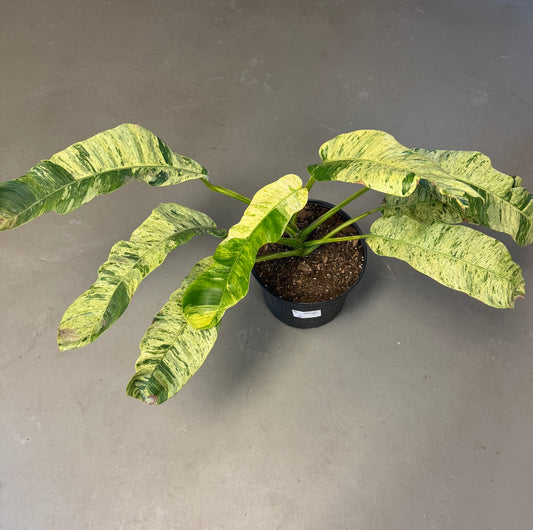Epipremnum Giganteum Marble 10in