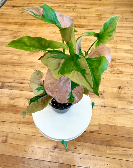 Pink Perfection Syngonium 4in