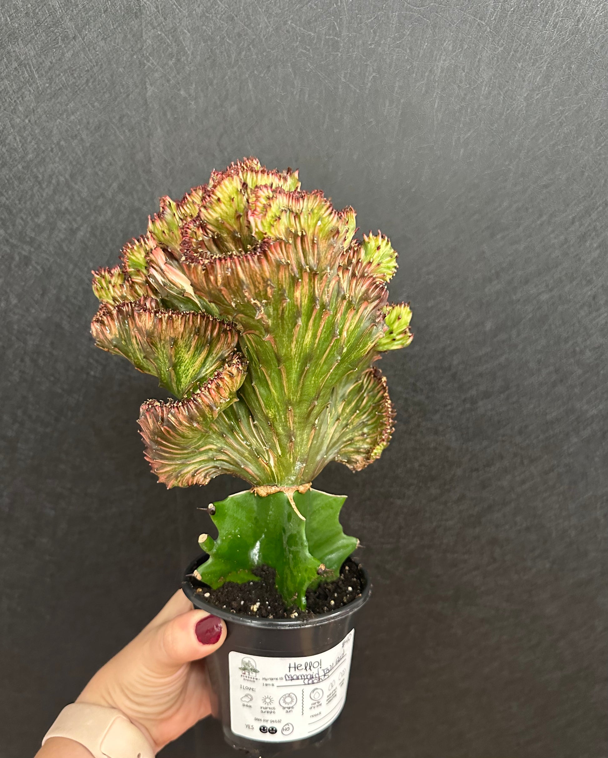 mermaid tail succulent plants for sale Mermaid Tail Cactus Red 4in – Blossom + Branch Houseplants