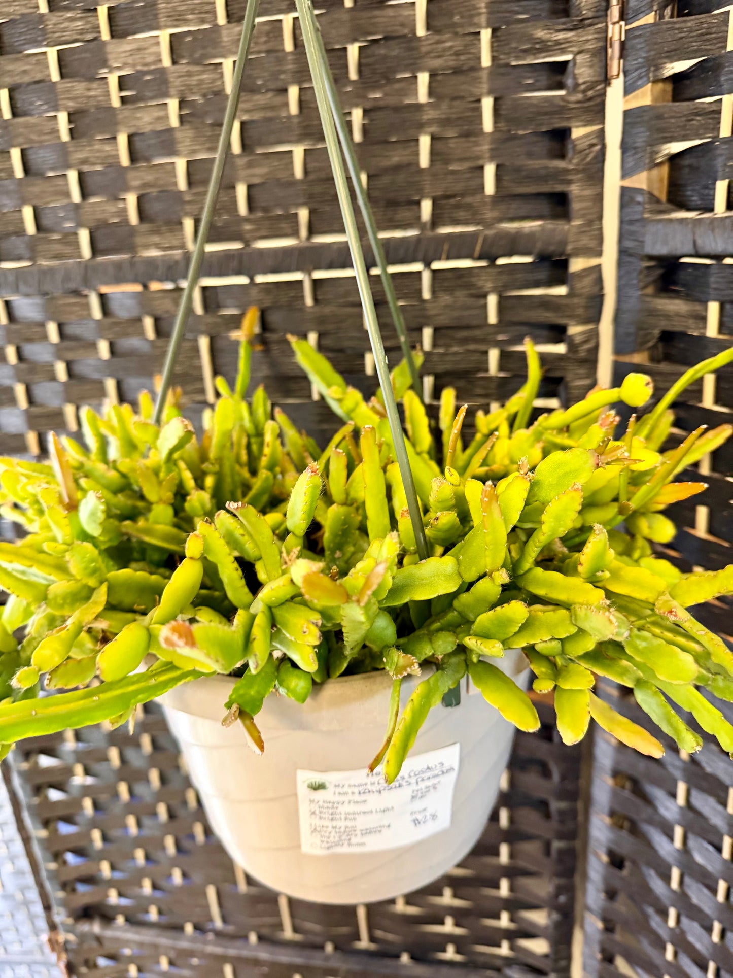 Chain Cactus 8in Hanging