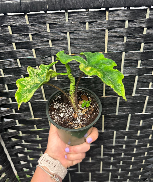 Alocasia Jacklyn, Variegated 4in