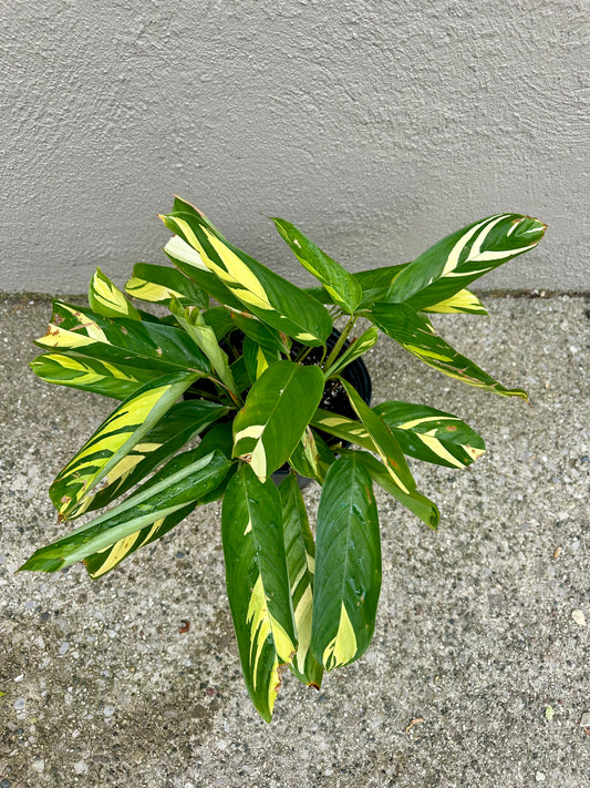 Pilosa Calathea 2gallon