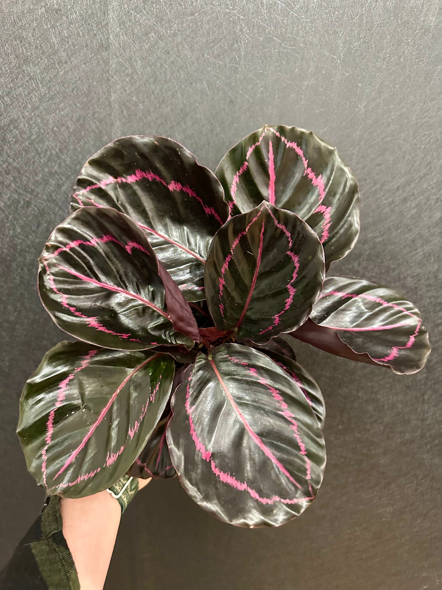 Dottie Calathea- 4in