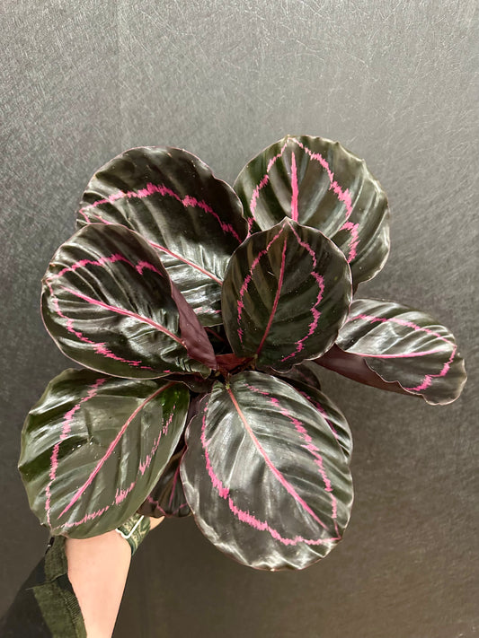 Dottie Calathea- 4in