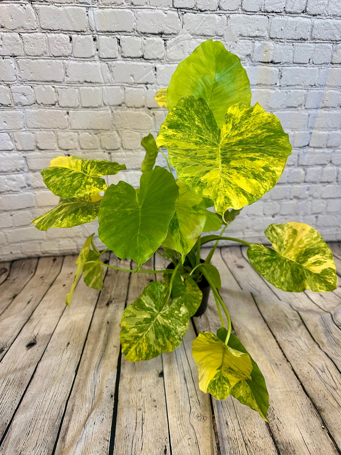 Alocasia Odora Yellow, Var.