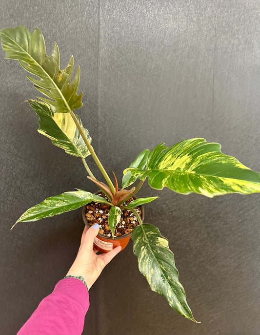 Caramel Marble Philodendron 6in