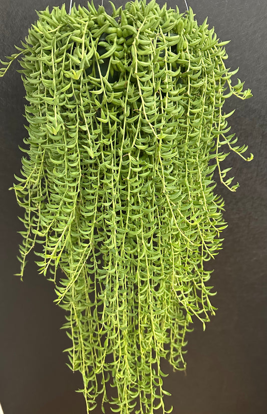String of Bananas 8in