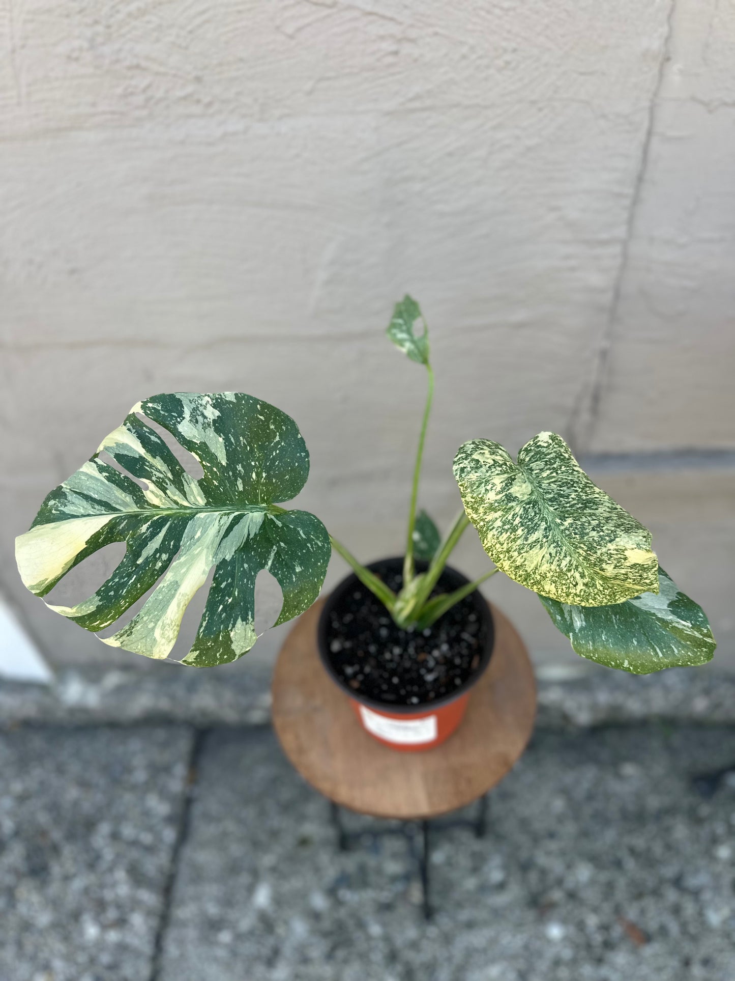 ‘Starlight’ Thai Constellation Monstera