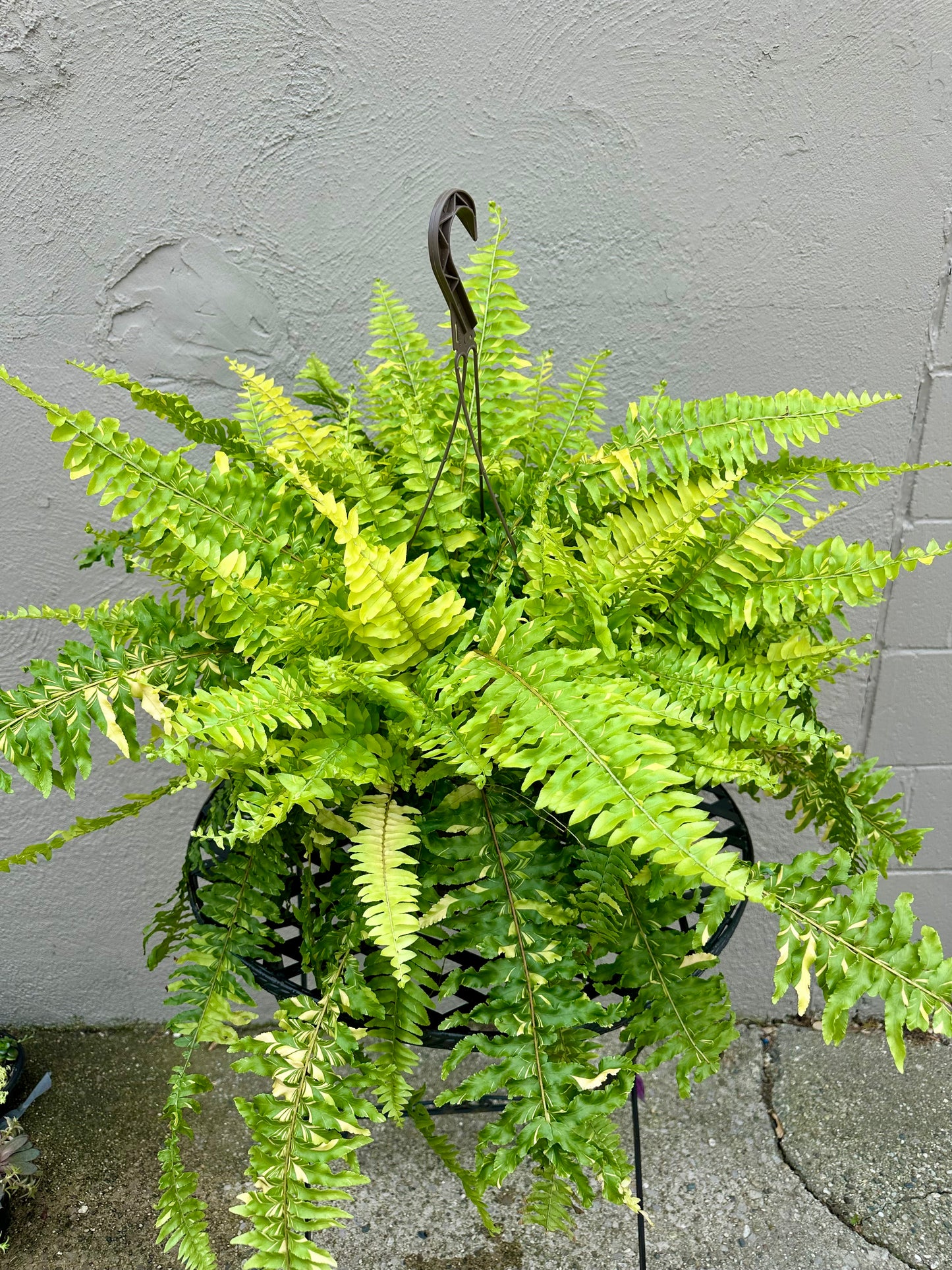 Tiger Fern 11in Basket