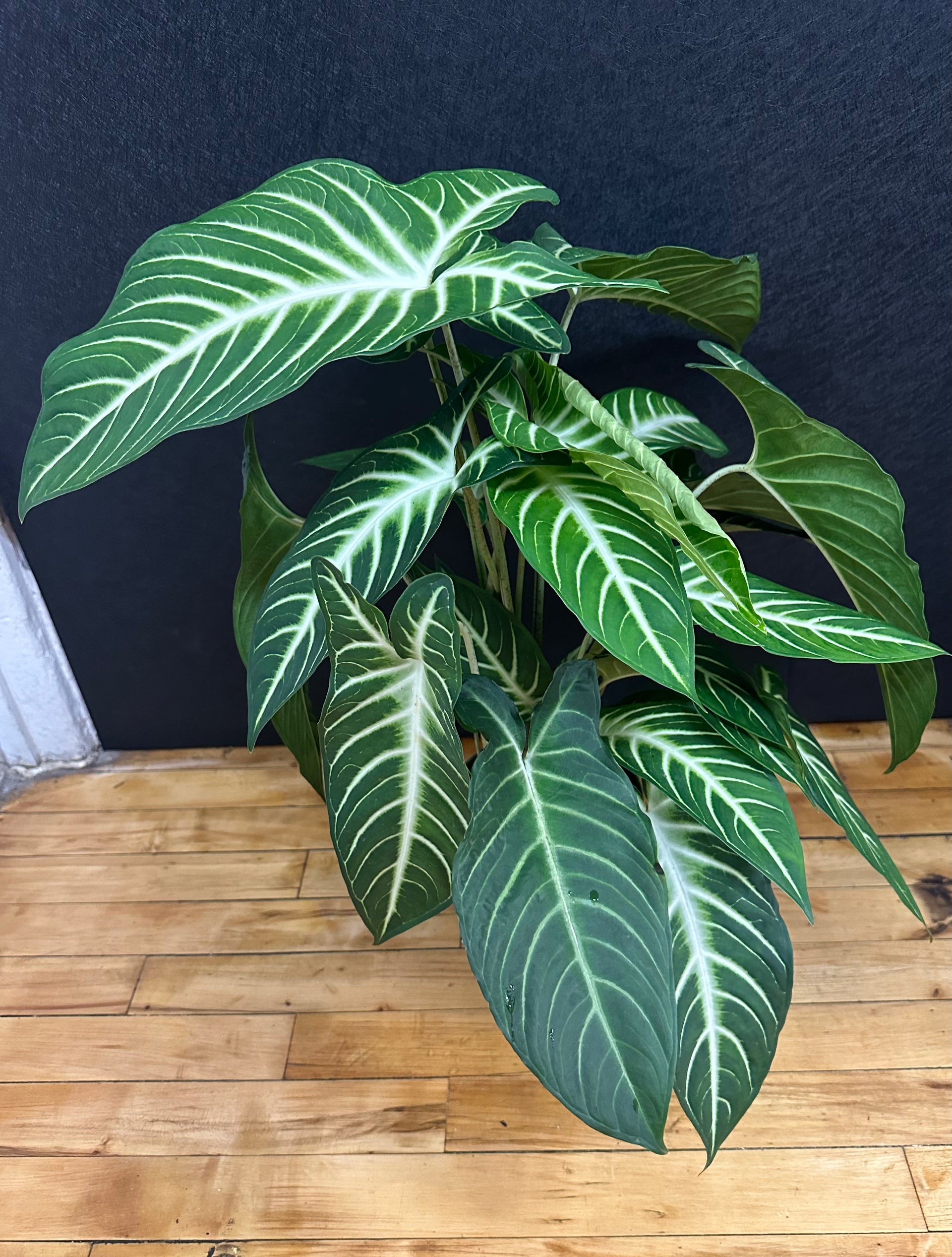 philodendron lindenii Xanthosoma lindenii ‘Magnificum’ 6in