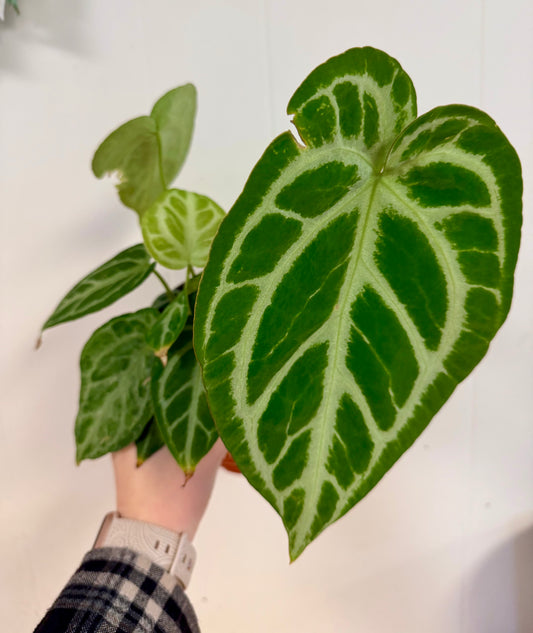 Silver Blush Mint Anthurium 6in