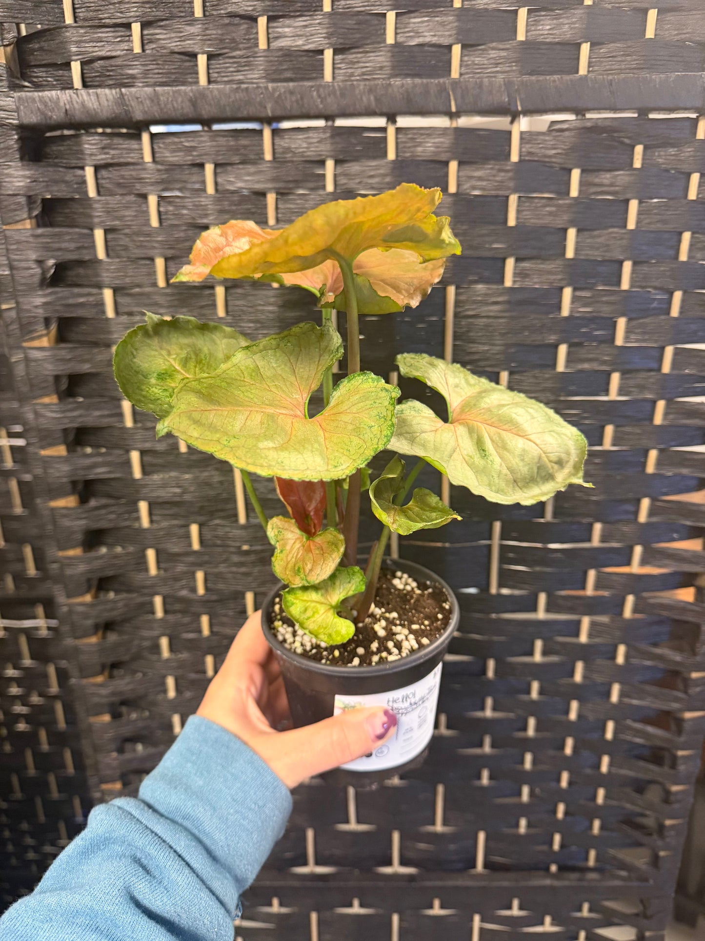 Strawberry Ice Syngonium 4in