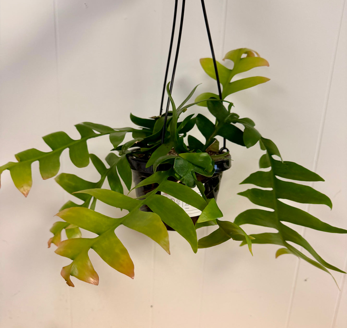 Shark Fin Epiphyllum 6in