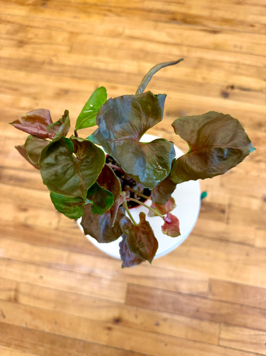 Maria Allusion Syngonium 4in