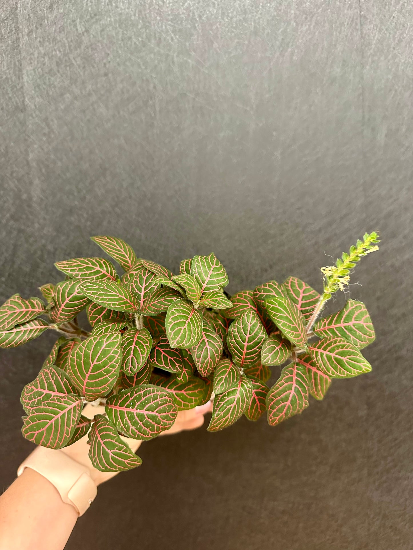 Mosaic Mistral 4in Fittonia Albivenis