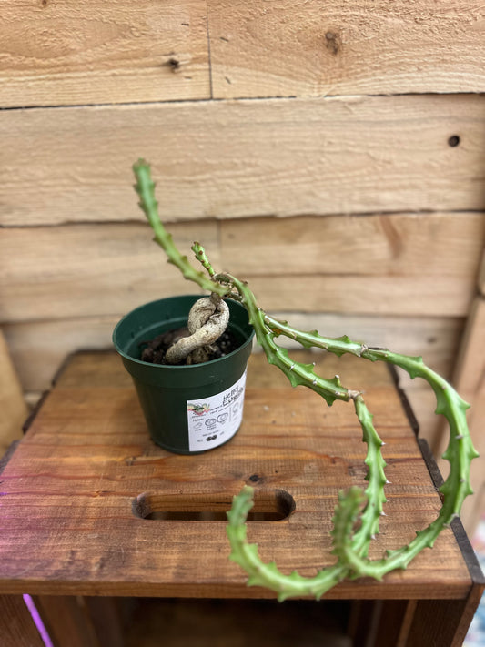 Euphorbia Knuthii 4in
