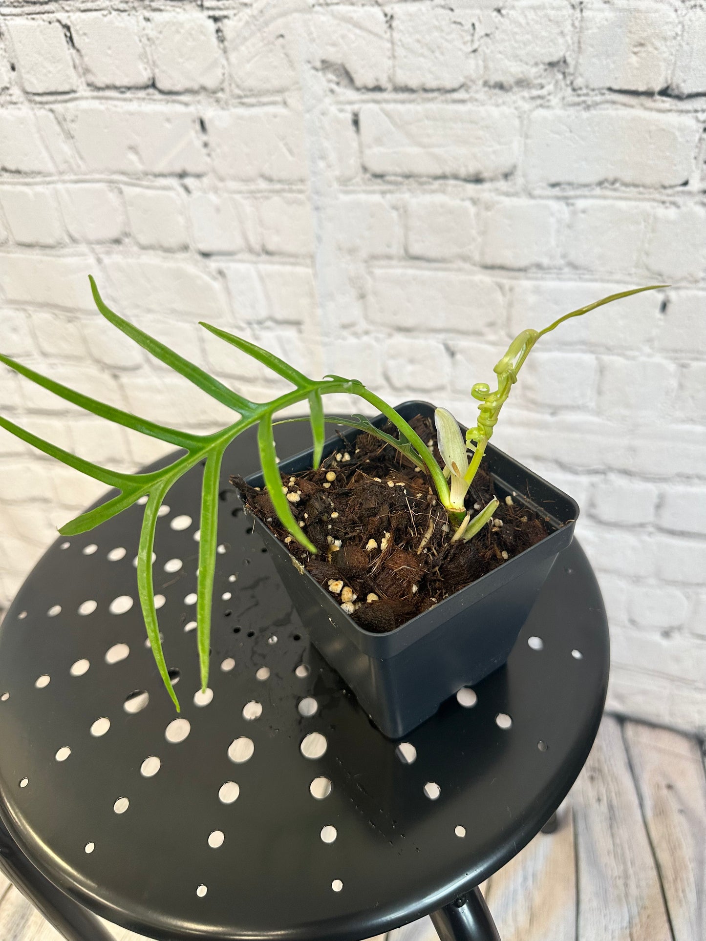 Philodendron Tortum 4in