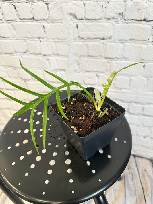 Philodendron Tortum 4in