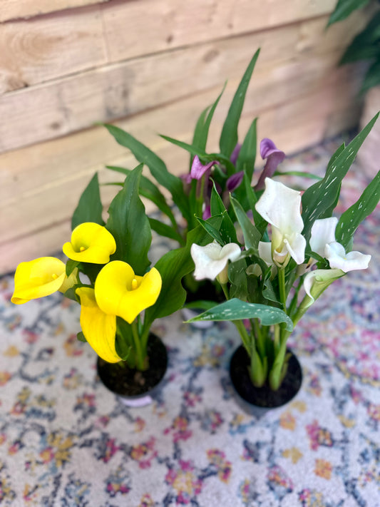 Calla Lily 4in