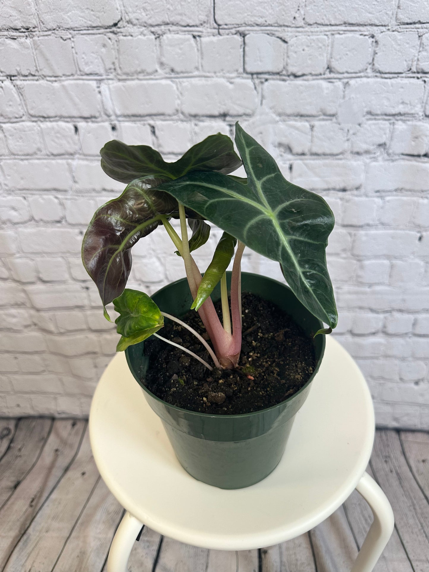 Alocasia Morocco