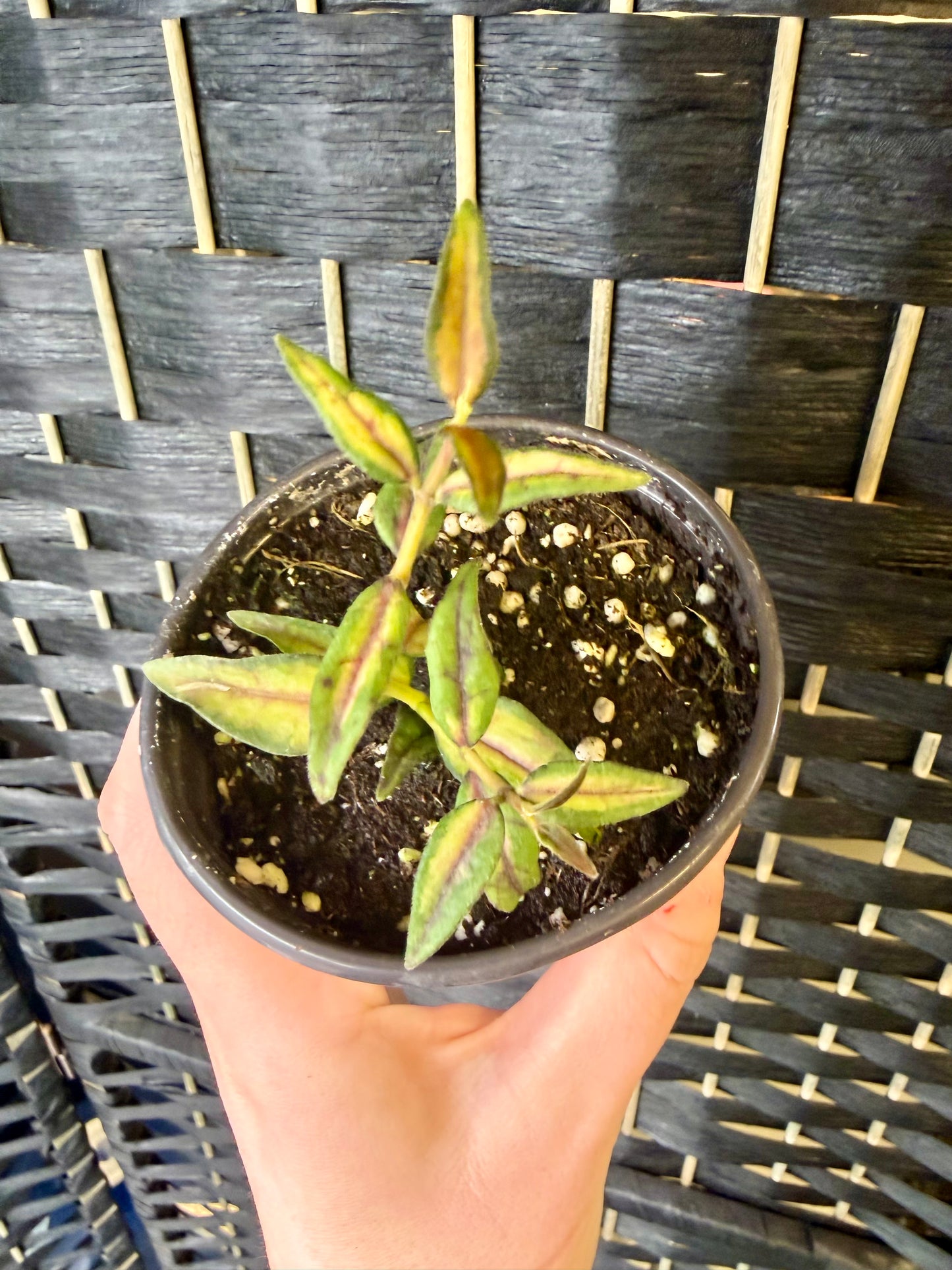 Hoya Bella Luis Bois 4in
