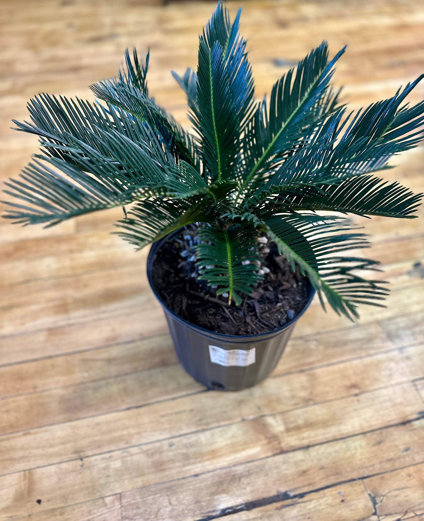 Sago Palm- 2 gallon