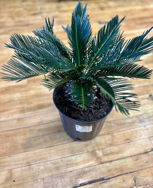 Sago Palm- 2 gallon