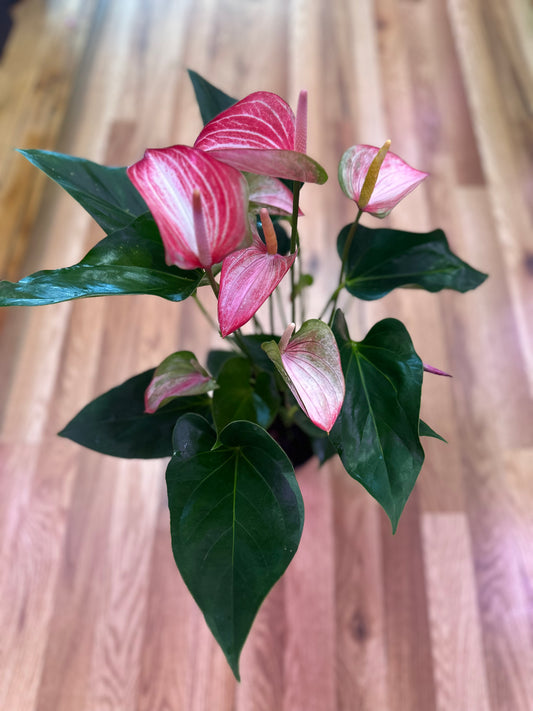 Marble Anthurium 6in