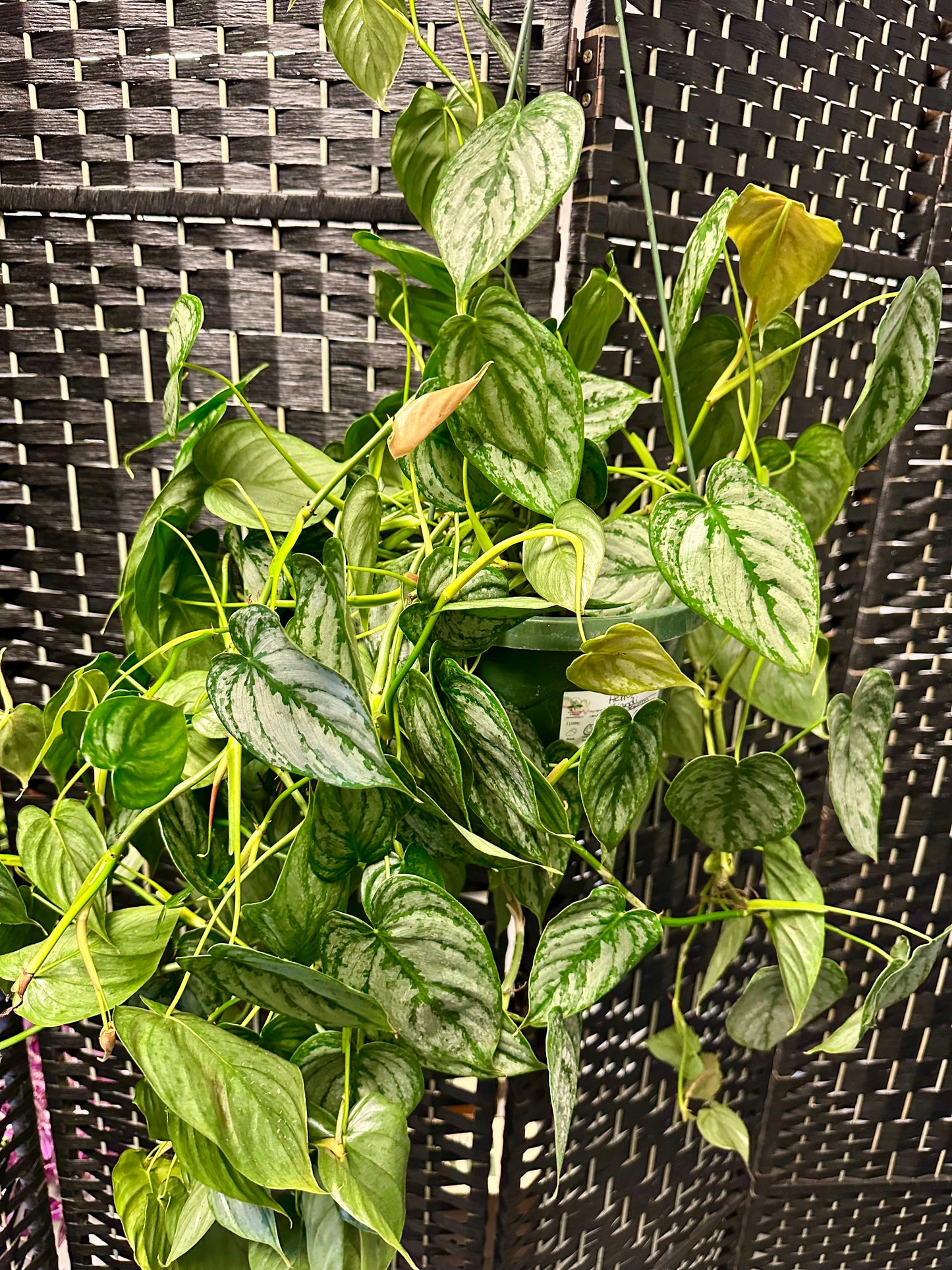 Brandi Philodendron 8in Hanging