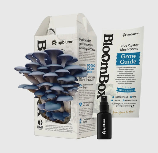 BloomBox Blue Oyster Mushroom Kit