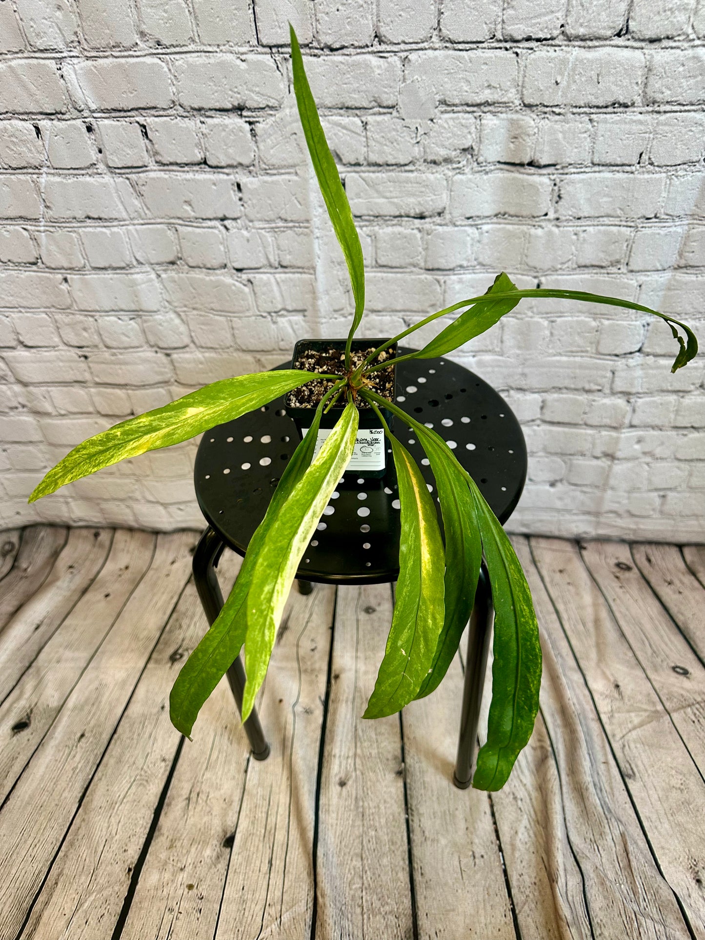 Anthurium Vittariifolium Variegated 4in